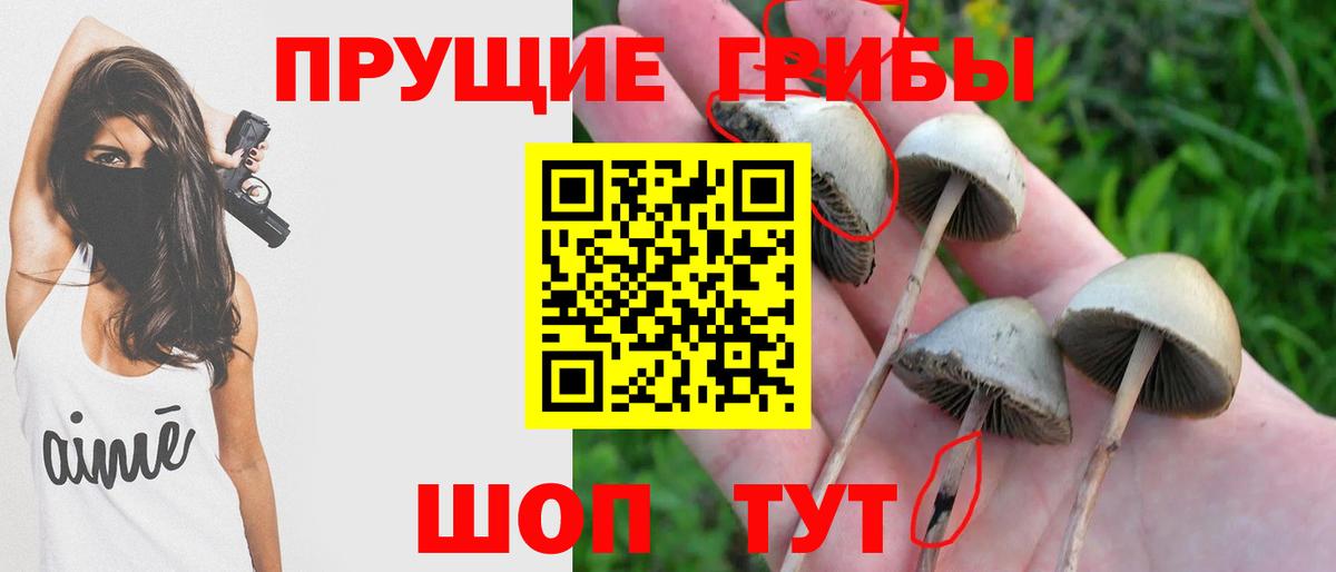 Псилоцибиновые грибы Psilocybine cubensis  Псилоцибиновые грибы прущие грибы  Вход с VPN  Отрадный 